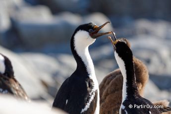 Cormorans antarctiques  Port Lockroy - Antarctique