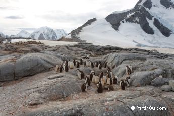 Machots papous  Port Charcot - Antarctique