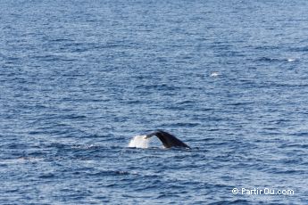 Baleine  bosse - Antarctique