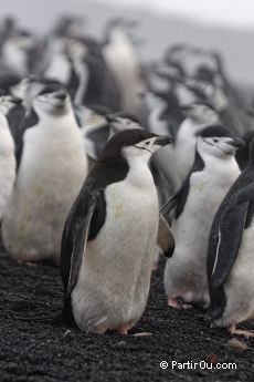 Manchots  jugulaire sur l'Ile de la Dception - Antarctique