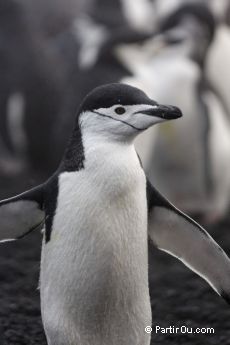 Manchot  jugulaire sur l'Ile de la Dception - Antarctique