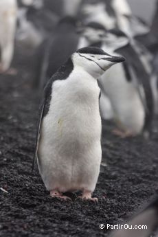 Manchot  jugulaire sur l'Ile de la Dception - Antarctique