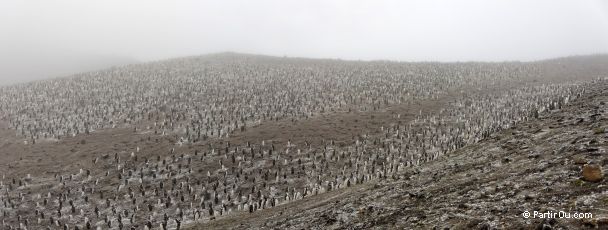 Colonie de manchots  jugulaire sur l'Ile de la Dception - Antarctique