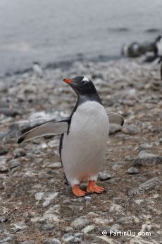 Manchot papou sur Livingston Island - Antarctique