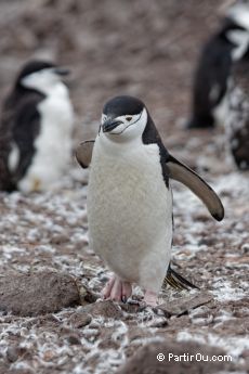 Manchot  jugulaire sur Livingston Island - Antarctique