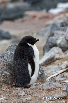 Manchot Adlie sur Gourdin Island - Antarctique