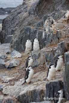 Manchots  jugulaire sur Gourdin Island - Antarctique