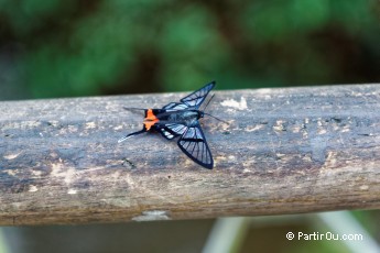 Papillons - Iguaz - Argentine