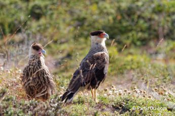 Carancho (ou Caracara huppé) - Argentine