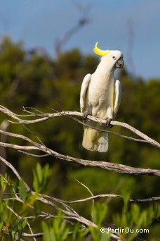 Cacatos  huppe jaune - Australie