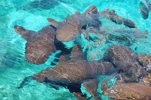 Requin Nourrice au Belize