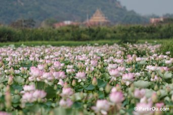 Champ de Lotus au Tonl Sap - Cambodge
