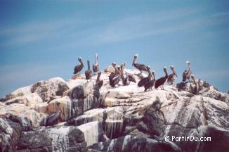 Plicans au Parc national Pan de Azcar
