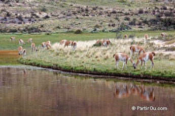 Guanacos - Torres del Paine - Chili