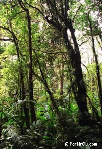 Rserve de Monteverde