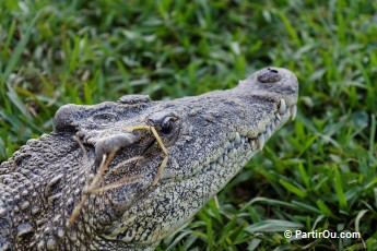 Ferme aux crocodiles - Cuba