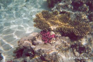 Farniente et plonge en Mer Rouge - gypte