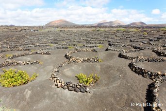 Vignes à La Geria - Lanzarote Vignes à La Geria - Lanzarote