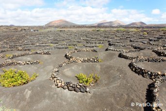 Vignes à La Geria - Lanzarote