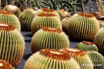 Jardin de cactus - Lanzarote - Canaries