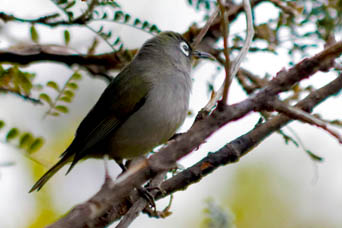 Oiseau Vert (Zosterops olivaceus) de l'le de La Runion