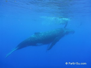 Baleine  bosse  Moorea
