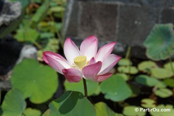 Lotus  Brahma Vihara Arama - Bali - Indonsie