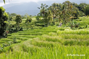 Rizières en terrasses autour de Belulang Hot Spring - Bali
