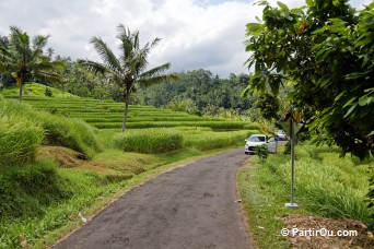 Rizires en terrasses autour de Jatiluwih - Bali - Indonsie