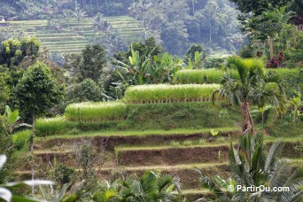 Rizires en terrasses de Jatiluwih - Bali - Indonsie
