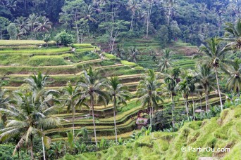 Rizières en terrasses de Tegalalang - Bali