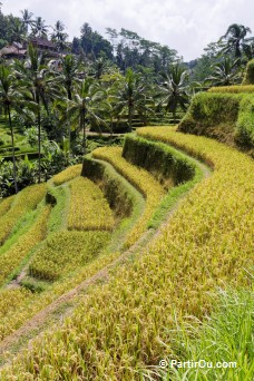 Rizires en terrasses de Tegalalang - Bali - Indonsie