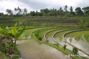 Rizires de en terrasses Sidemen - Indonsie