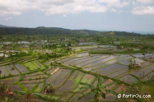 Rizires en terrasses de Tirtagangga - Bali - Indonsie