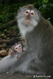 Singes - Monkey Forest d'Ubud - Bali - Indonsie