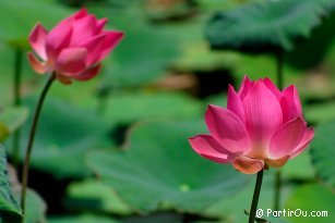 Lotus - Bali - Indonsie