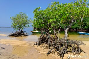 Mangroves - Lembongan - Indonsie