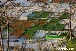 Cultures d'algues - Lembongan - Indonsie