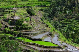 Rizires proches de Tirtagangga - Bali - Indonsie