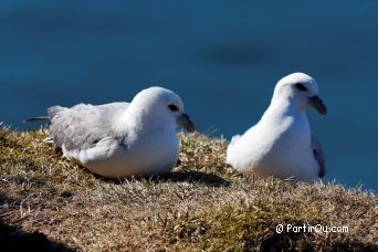 Mouettes tridactyles - Islande