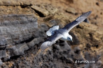 Mouettes tridactyles - Islande