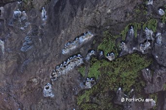 Mouettes tridactyles - Islande