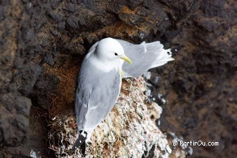 Mouettes tridactyles - Islande
