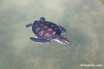 Tortue sur l'île Gemia - Malaisie