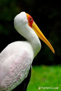 Parc  oiseaux  Kuala Lumpur