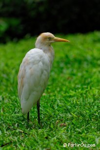 Parc  oiseaux  Kuala Lumpur