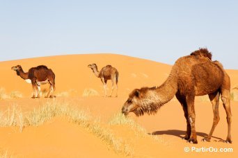 rgions intrieures (hors Atlas et Sud) du Maroc