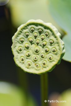 Lotus sacr (ou Nelumbo nucifera) - Jardin de Pamplemousses - Maurice