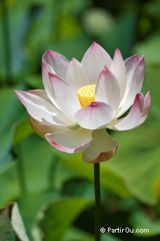 Lotus sacr (ou Nelumbo nucifera) - Jardin de Pamplemousses - Maurice