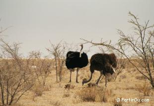 Autruche - Etosha - Namibie